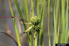   Infructescences:   Sparganium eurycarpum ; Photo by R. Routledge, Sault College, bugwood.org
